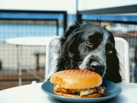 A black and white dog with long, wavy fur and amber eyes rests its head on a table, gazing longingly at a sandwich on a blue plate. Dog-friendly restaurants in Destin and Panama City Beach