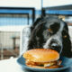 A black and white dog with long, wavy fur and amber eyes rests its head on a table, gazing longingly at a sandwich on a blue plate. Dog-friendly restaurants in Destin and Panama City Beach